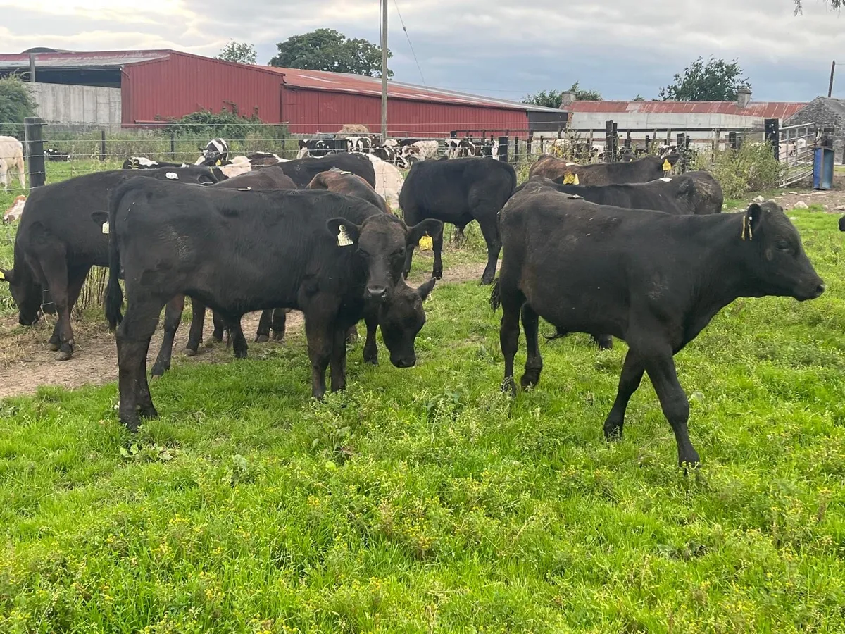 12 super  Angus bull  weanlings - Image 2