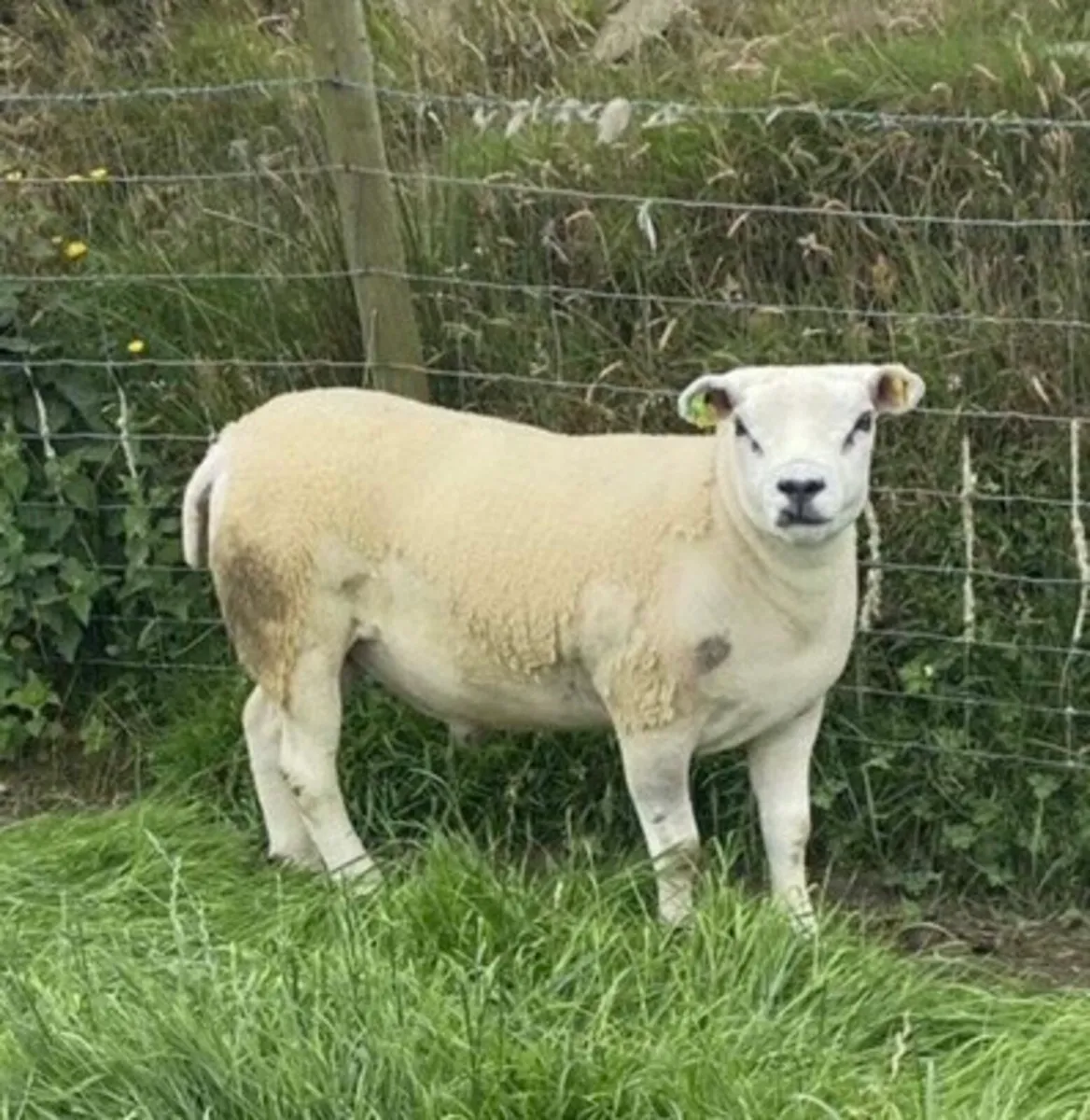 Texel hogget ram - Image 1