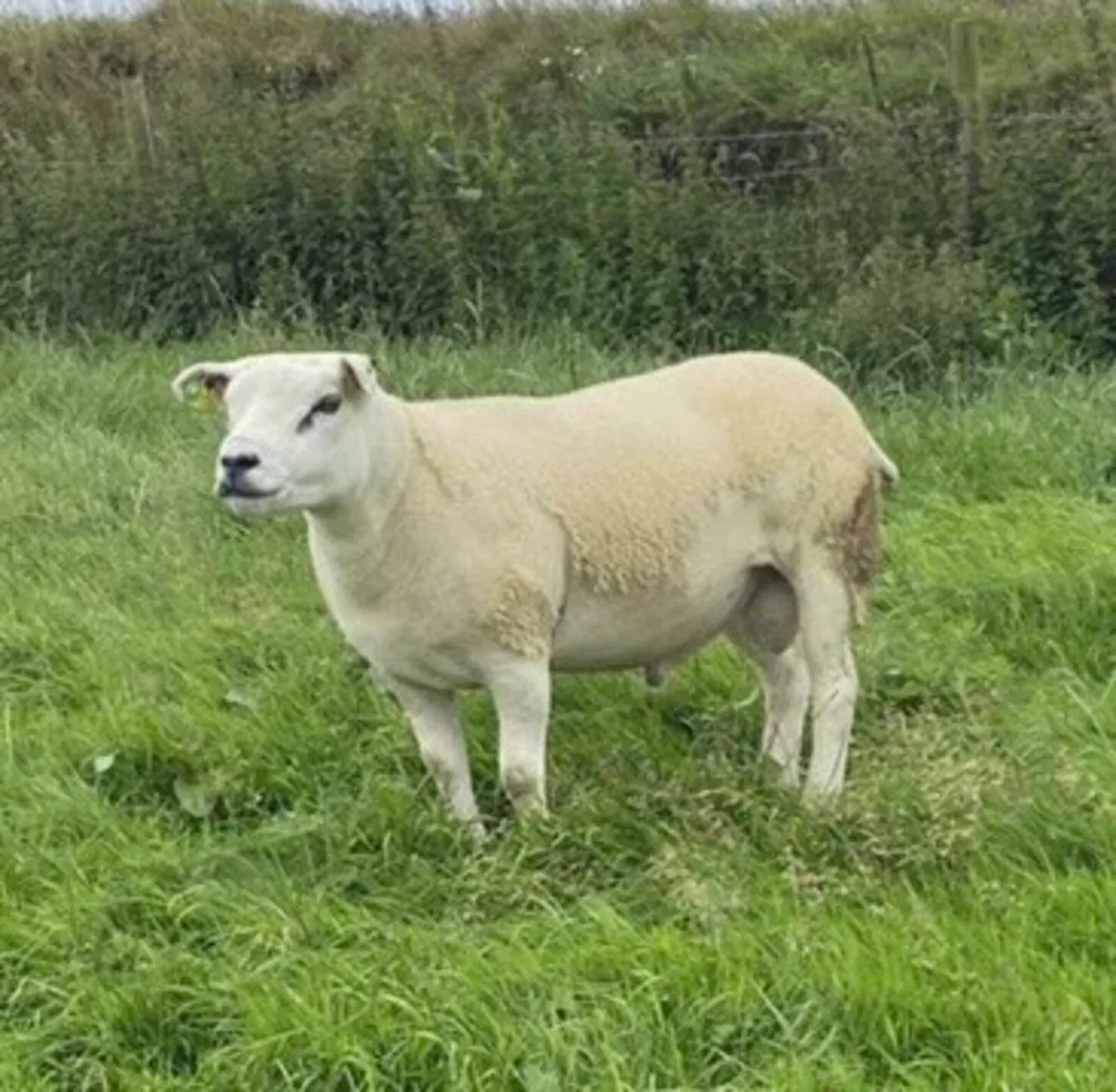 Texel hogget ram - Image 2