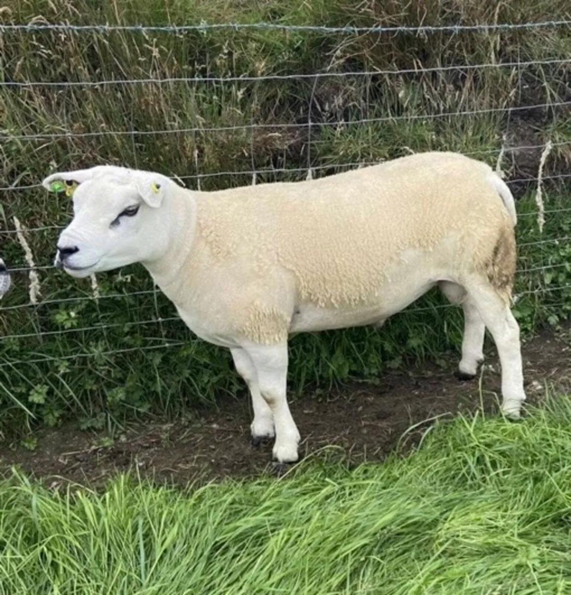 Texel hogget ram - Image 3