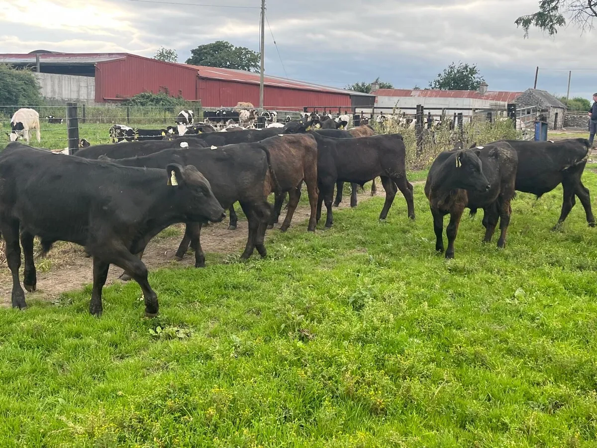 12 super  Angus bull  weanlings - Image 3