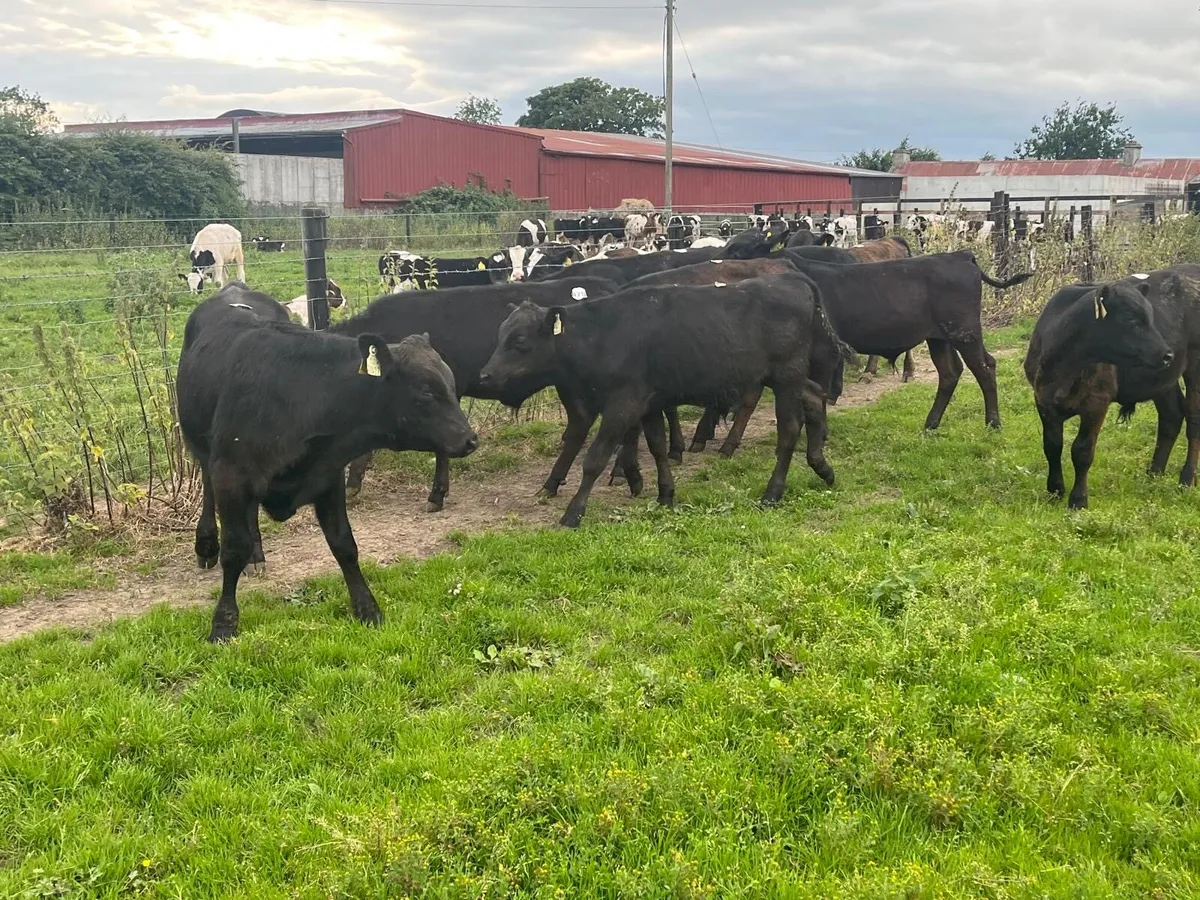 12 super  Angus bull  weanlings - Image 4
