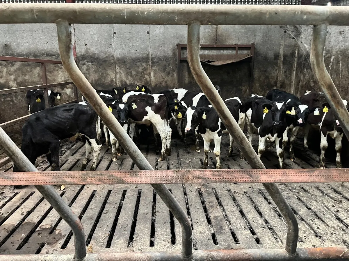Friesian bull calves - Image 2