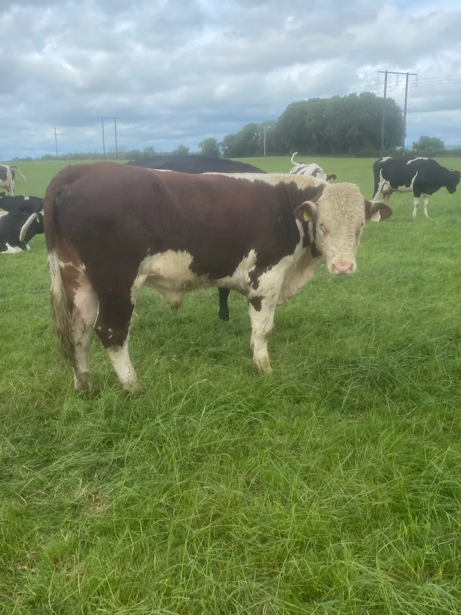 Hereford Bulls - Image 1