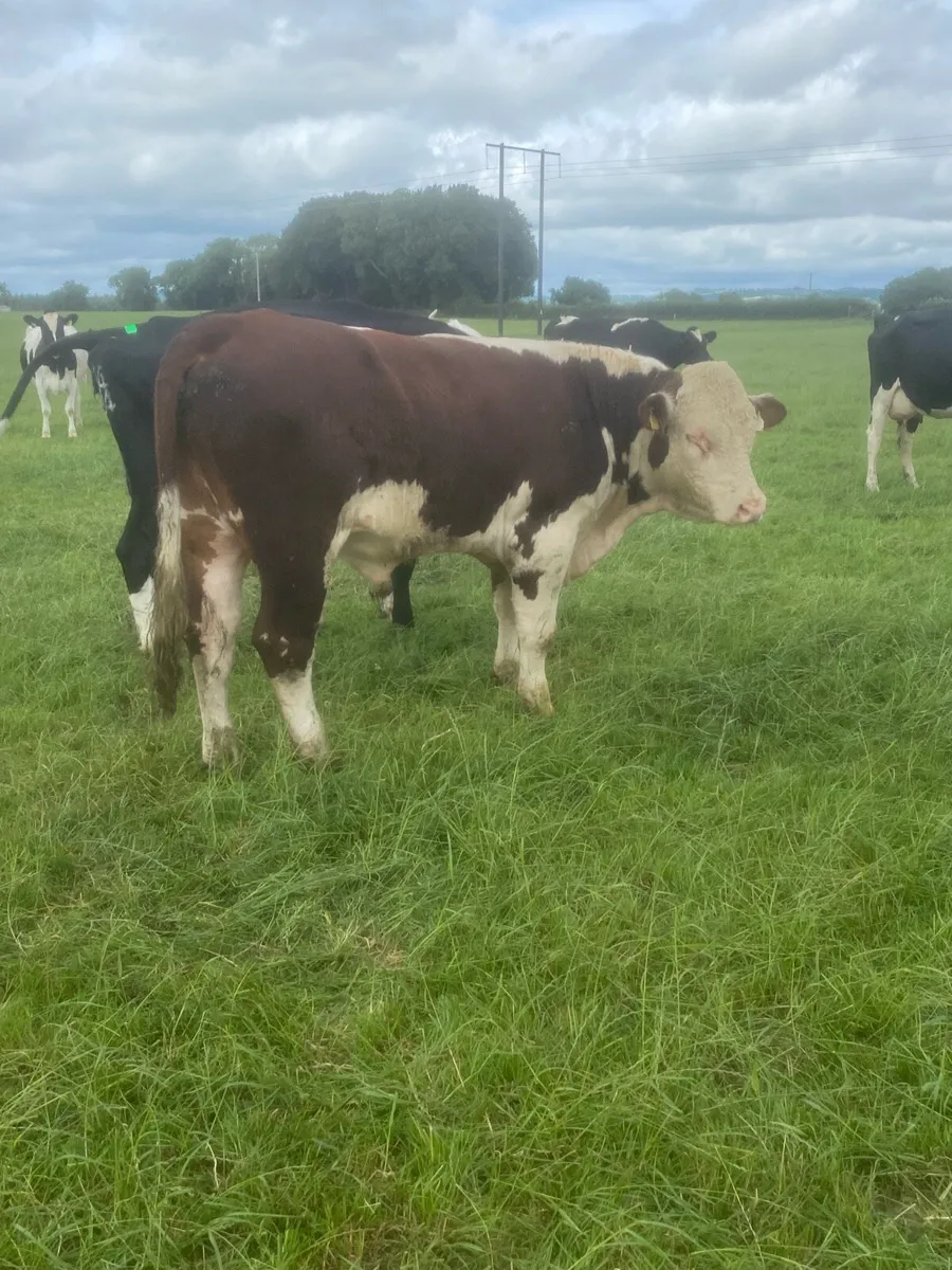 Hereford Bulls - Image 2