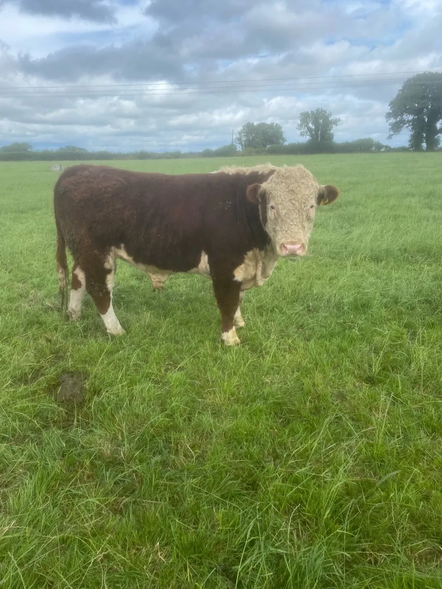 Hereford Bulls - Image 3