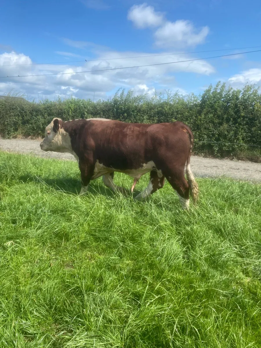 Hereford Bulls - Image 4