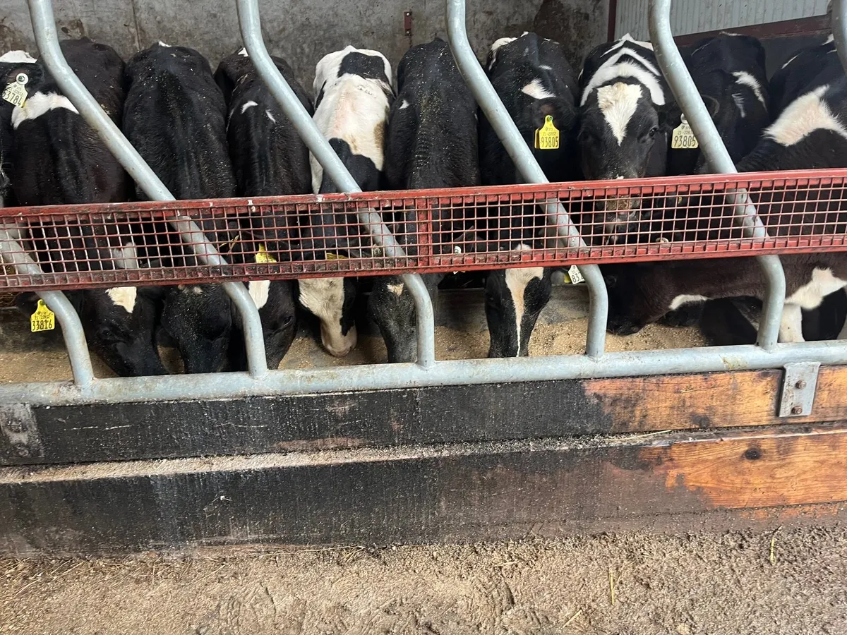 Friesian bull calves - Image 1