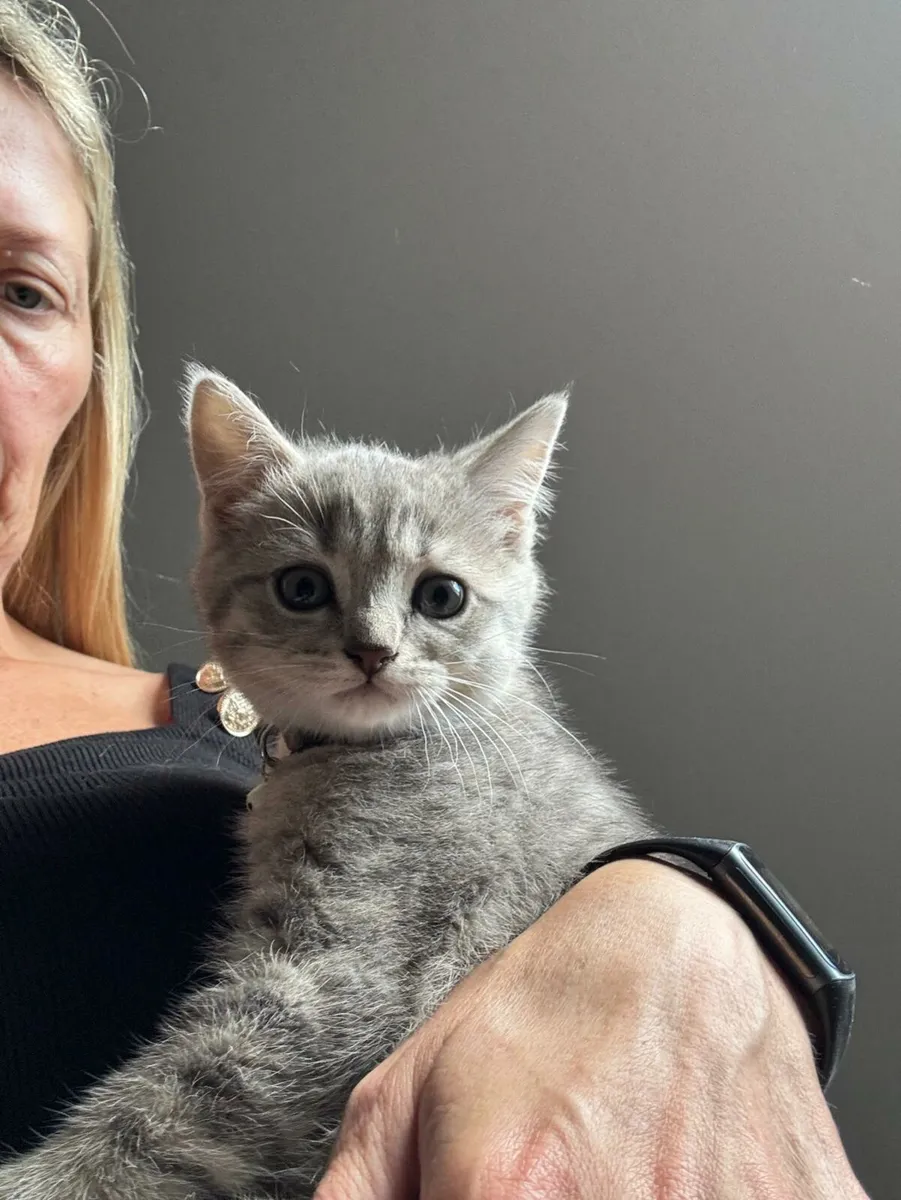 British shorthair/Russian Blue Kittens - Image 2