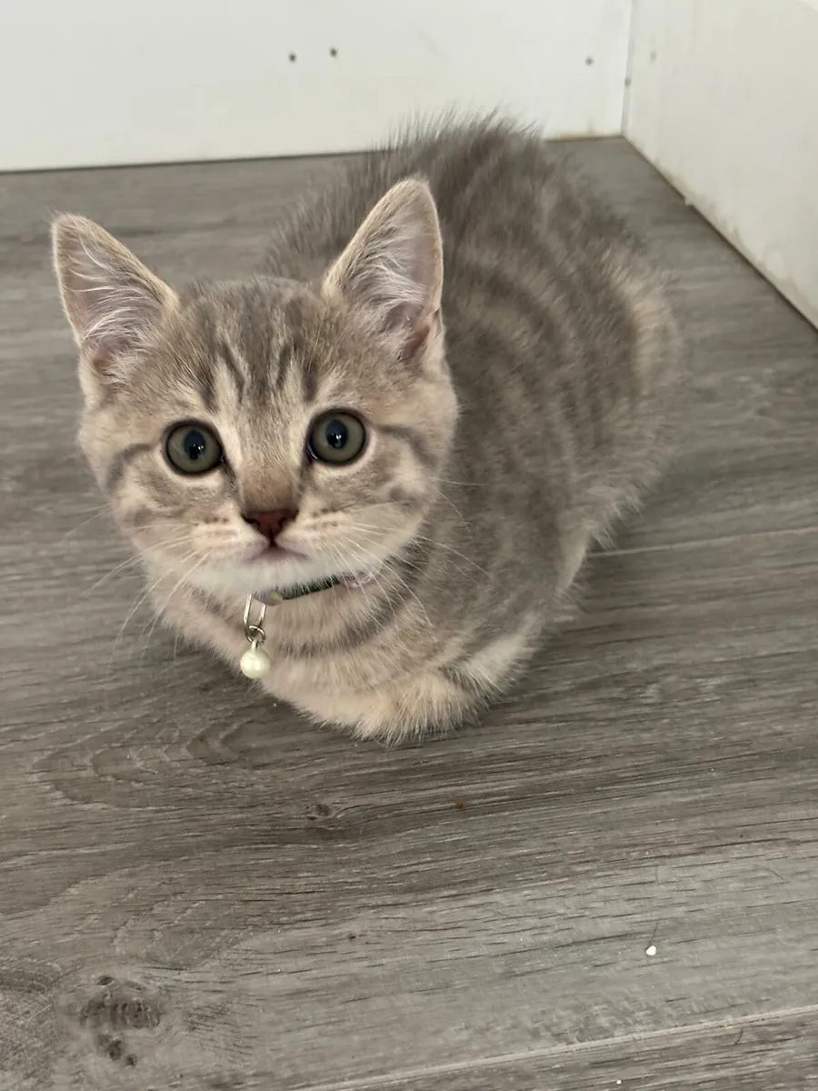 British shorthair/Russian Blue Kittens - Image 3