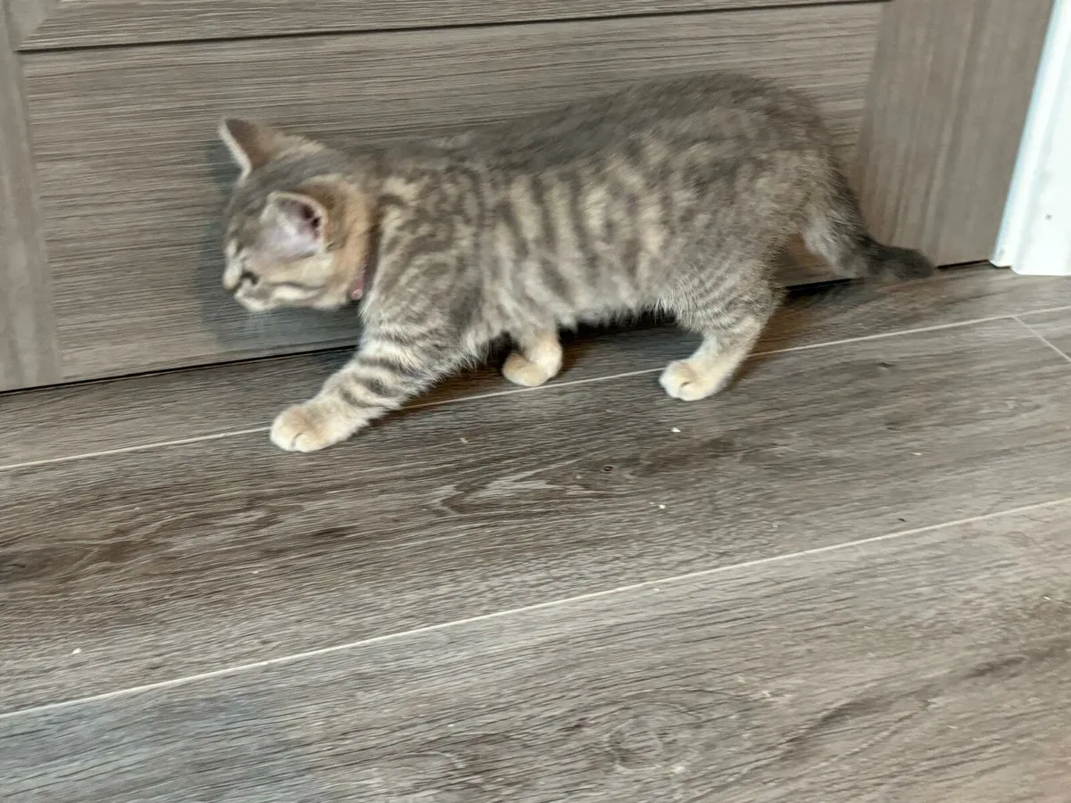 British shorthair/Russian Blue Kittens - Image 4