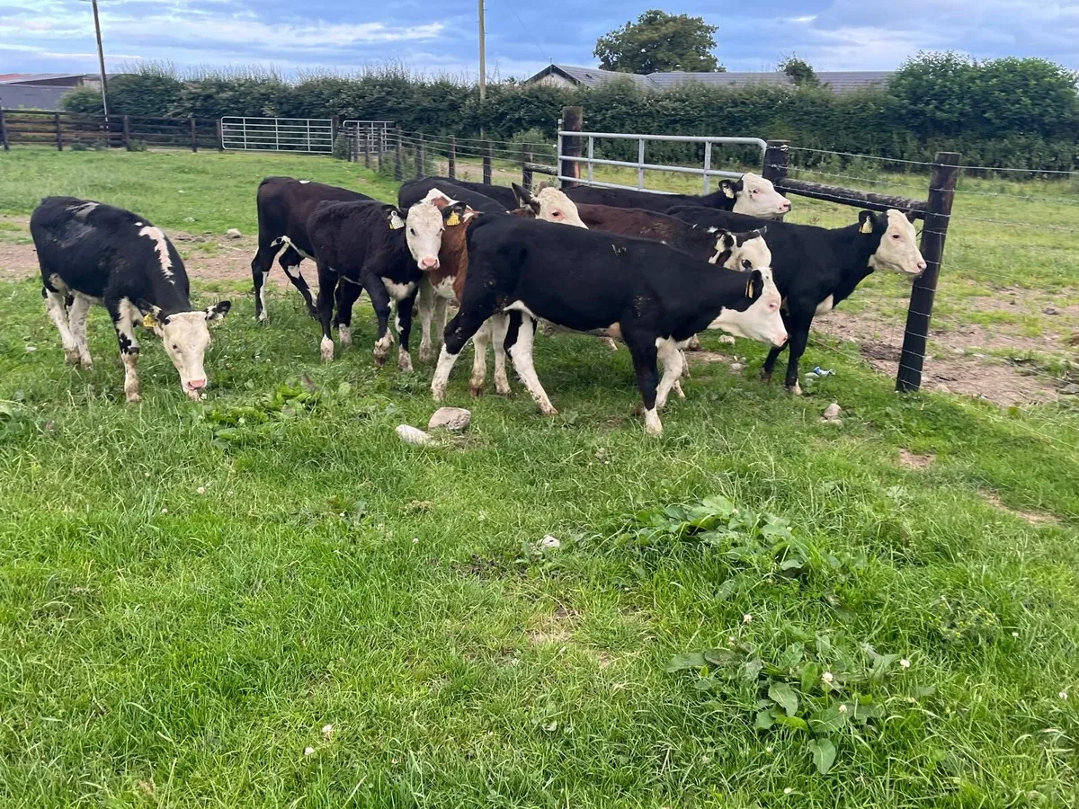 10 super  Hereford weanling heifers - Image 1