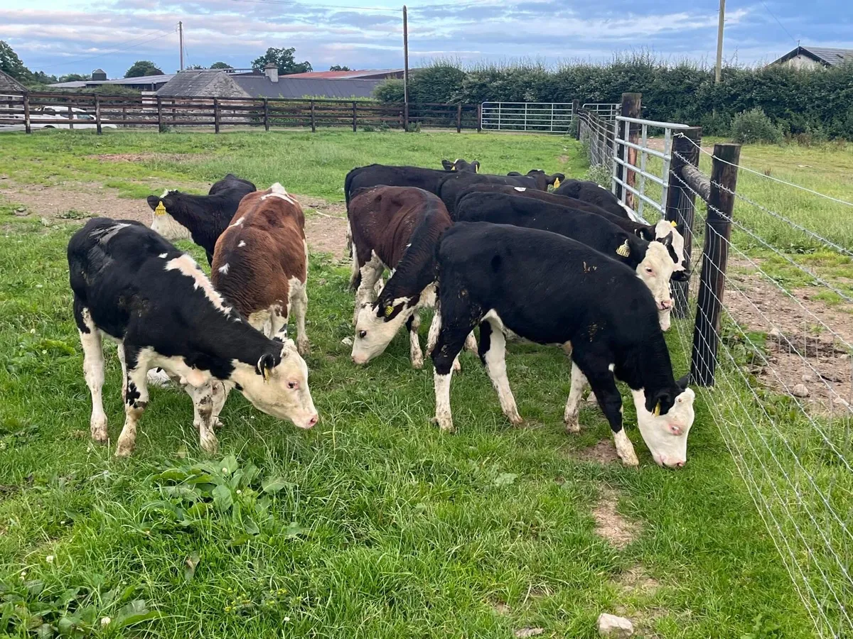 10 super  Hereford weanling heifers - Image 2