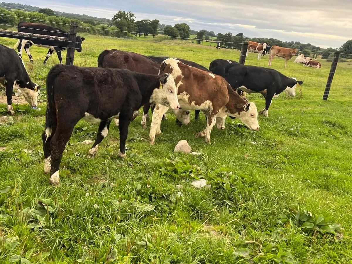 10 super  Hereford weanling heifers - Image 3