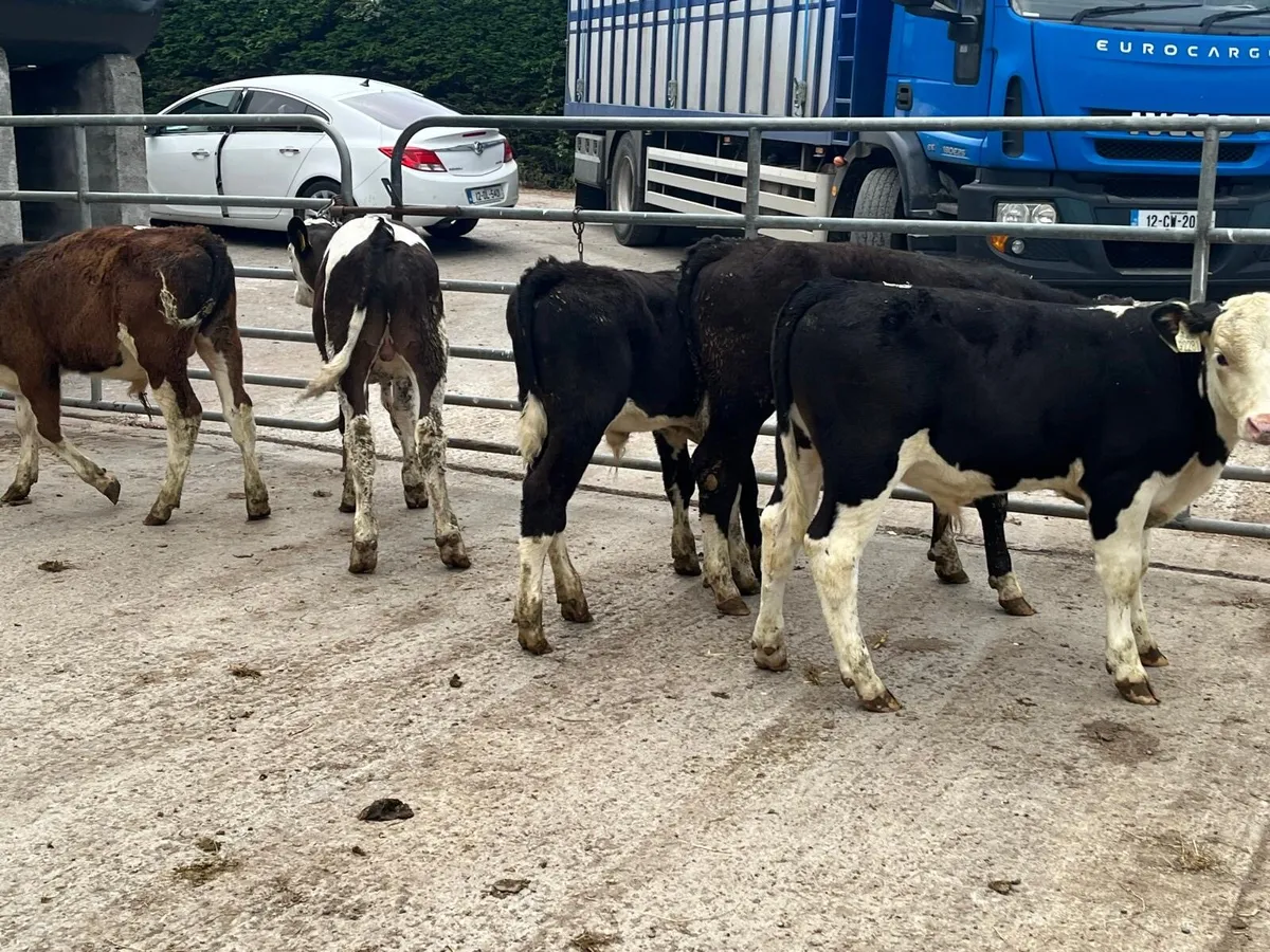 6 super Hereford bull weanlings - Image 2