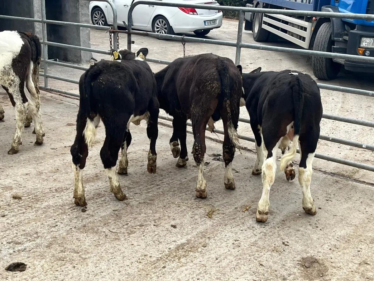 6 super Hereford bull weanlings - Image 4