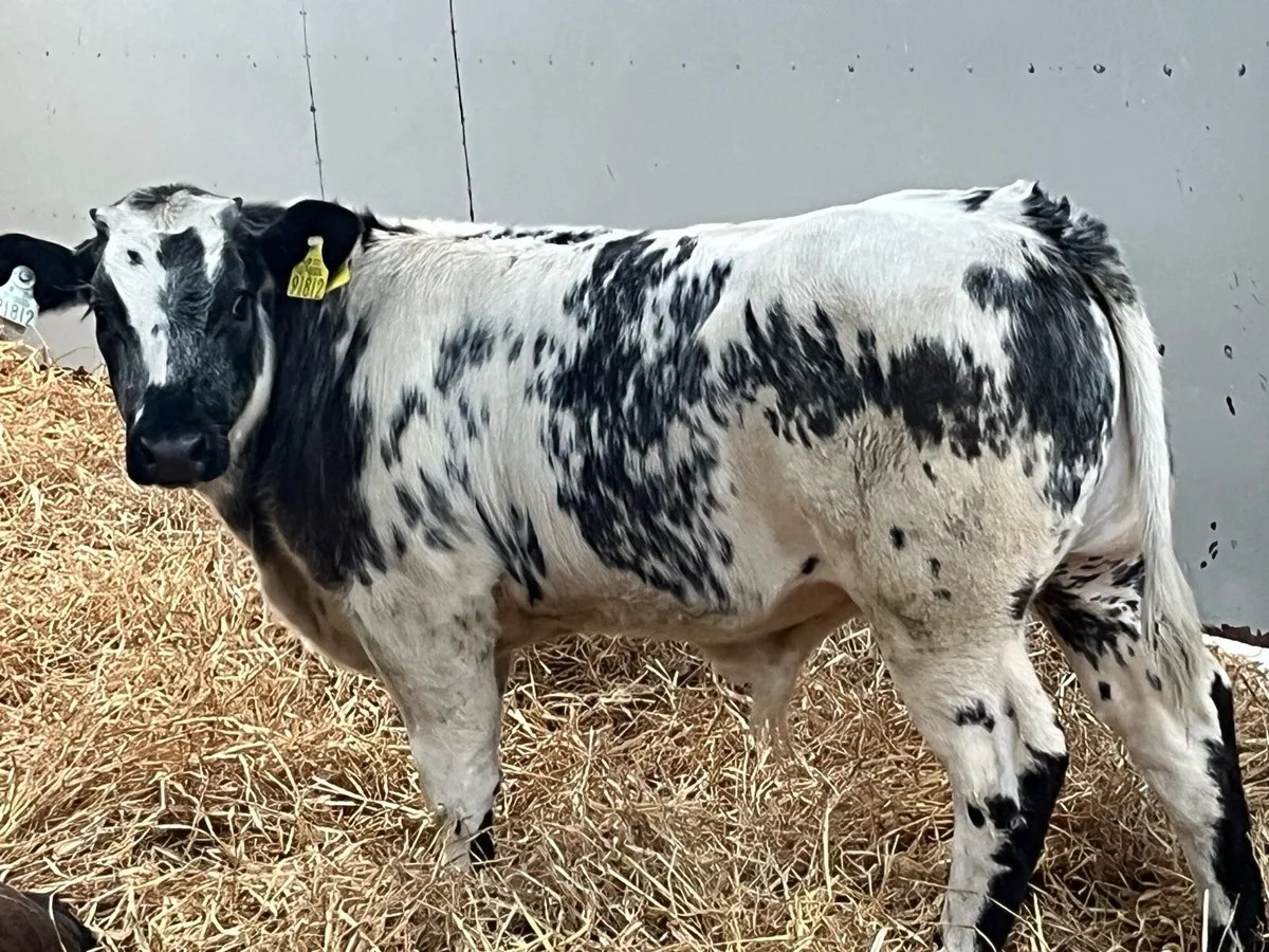 Super 220Kg Continental Bull Weanlings - Image 1