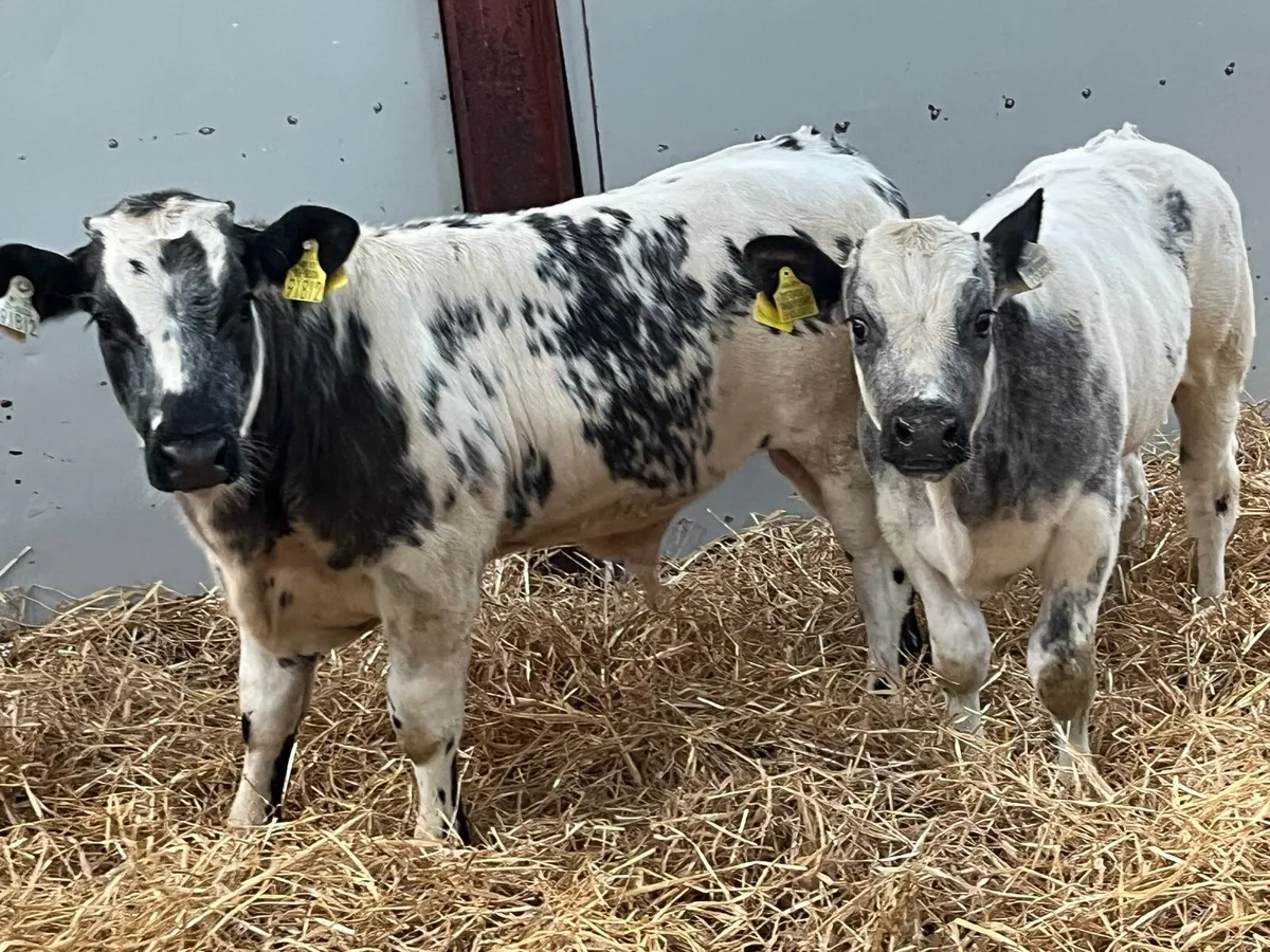 Super 220Kg Continental Bull Weanlings - Image 3