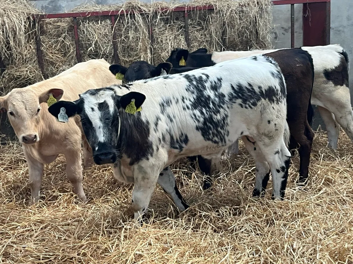 Super 220Kg Continental Bull Weanlings - Image 4