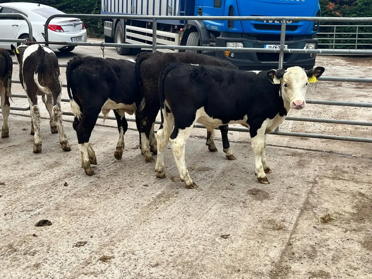 6 super Hereford bull weanlings - Image 1