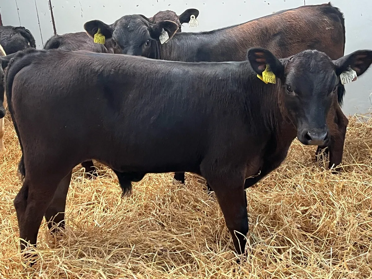 Super AA Bull Weanlings - Image 1