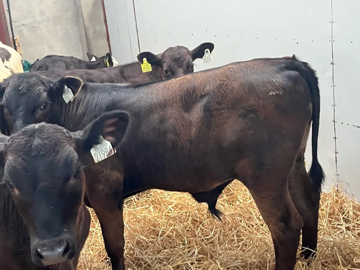 Super AA Bull Weanlings - Image 2