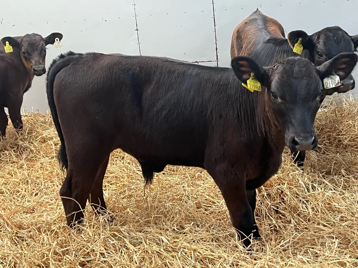 Super AA Bull Weanlings - Image 3