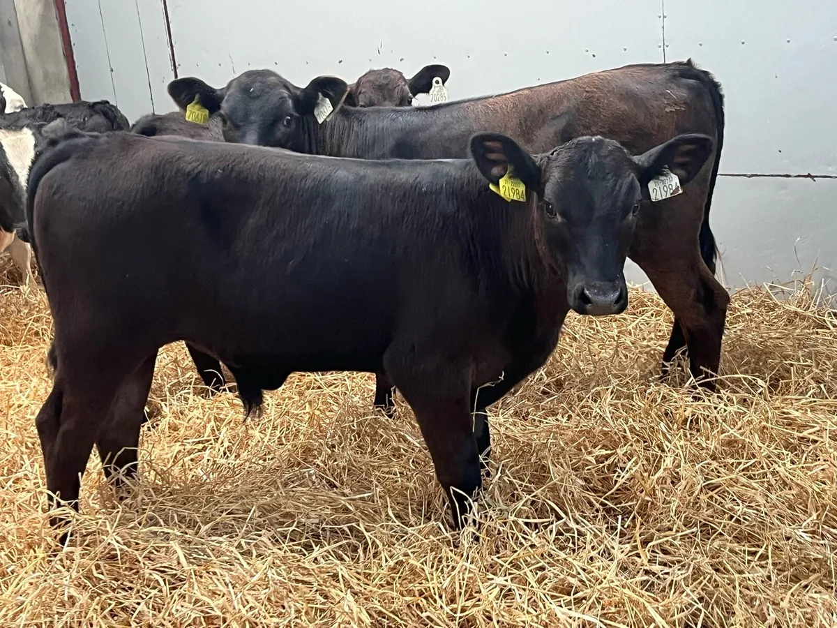Super AA Bull Weanlings - Image 4