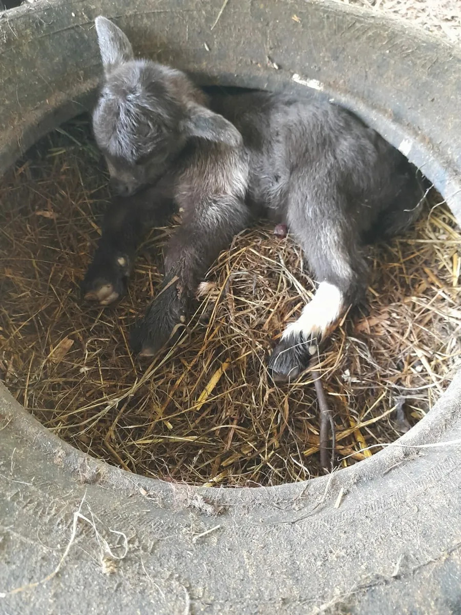 Pygmy kid goats - Image 4