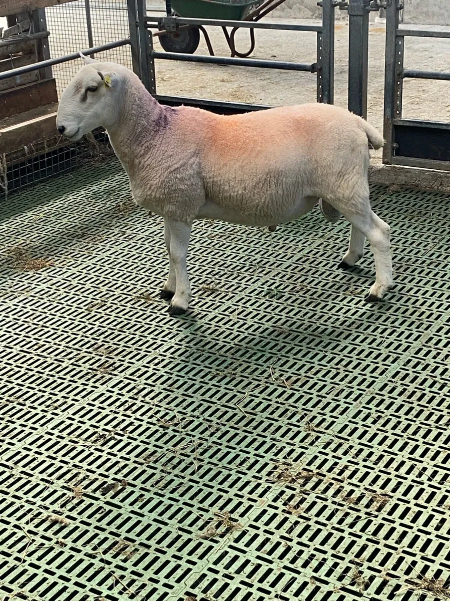 Rams - Image 1