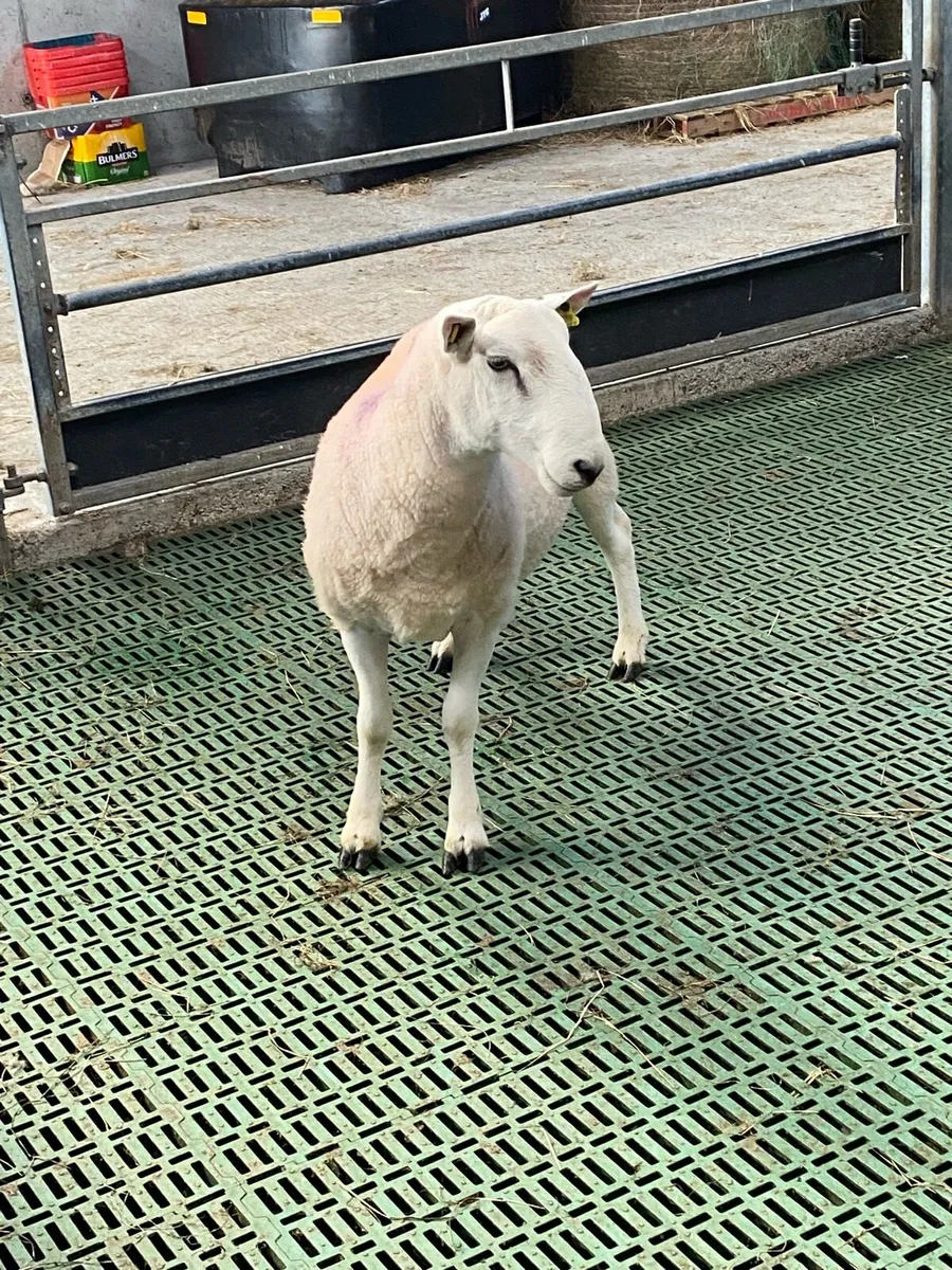 Rams - Image 2