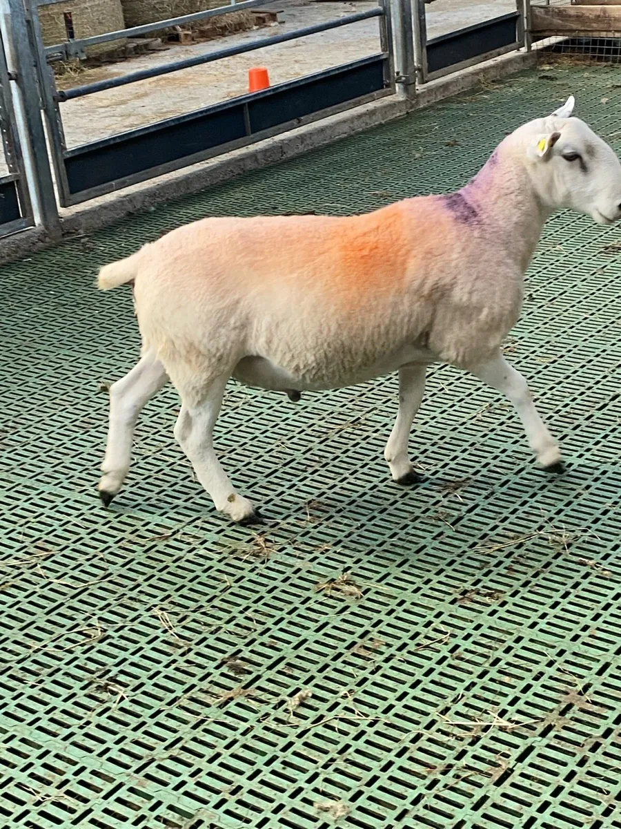 Rams - Image 3