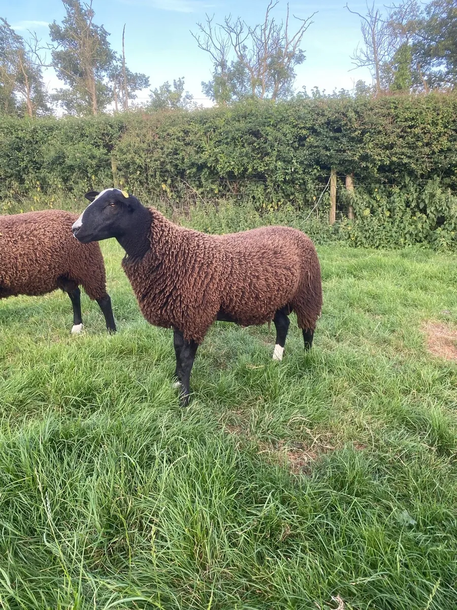 SIS approved Ram Lamb - Image 1