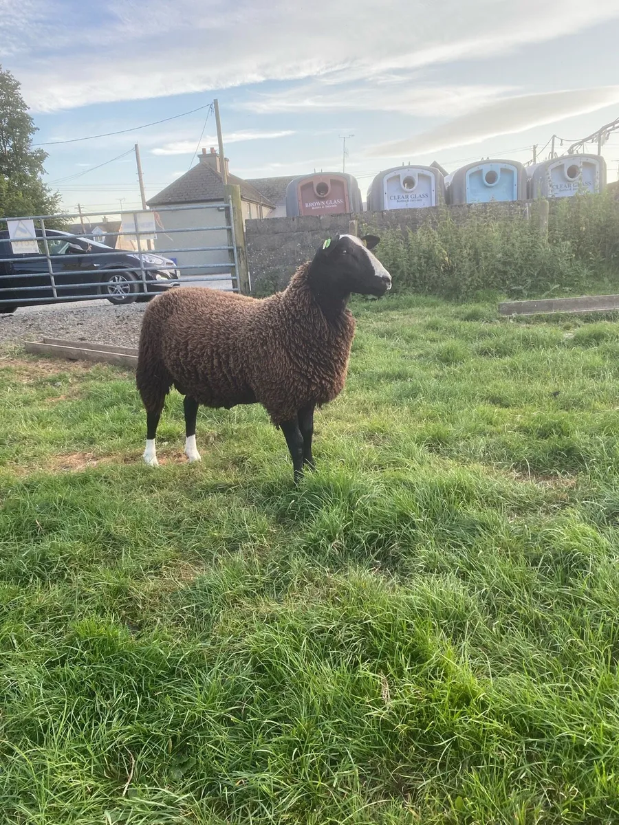 SIS approved Ram Lamb - Image 2