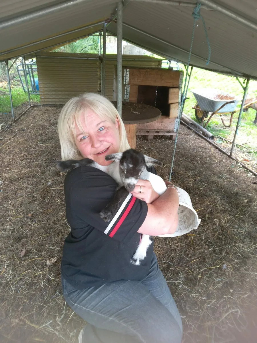 Pygmy kid goats - Image 1