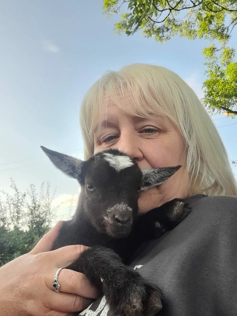 Pygmy kid goats - Image 2