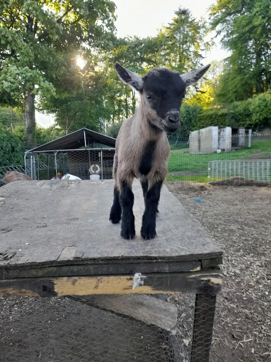 Pygmy kid goats - Image 3