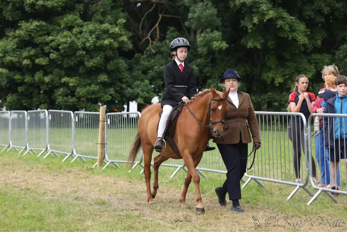Lambay Amazing Grace 12.2h 12 yo - Image 2
