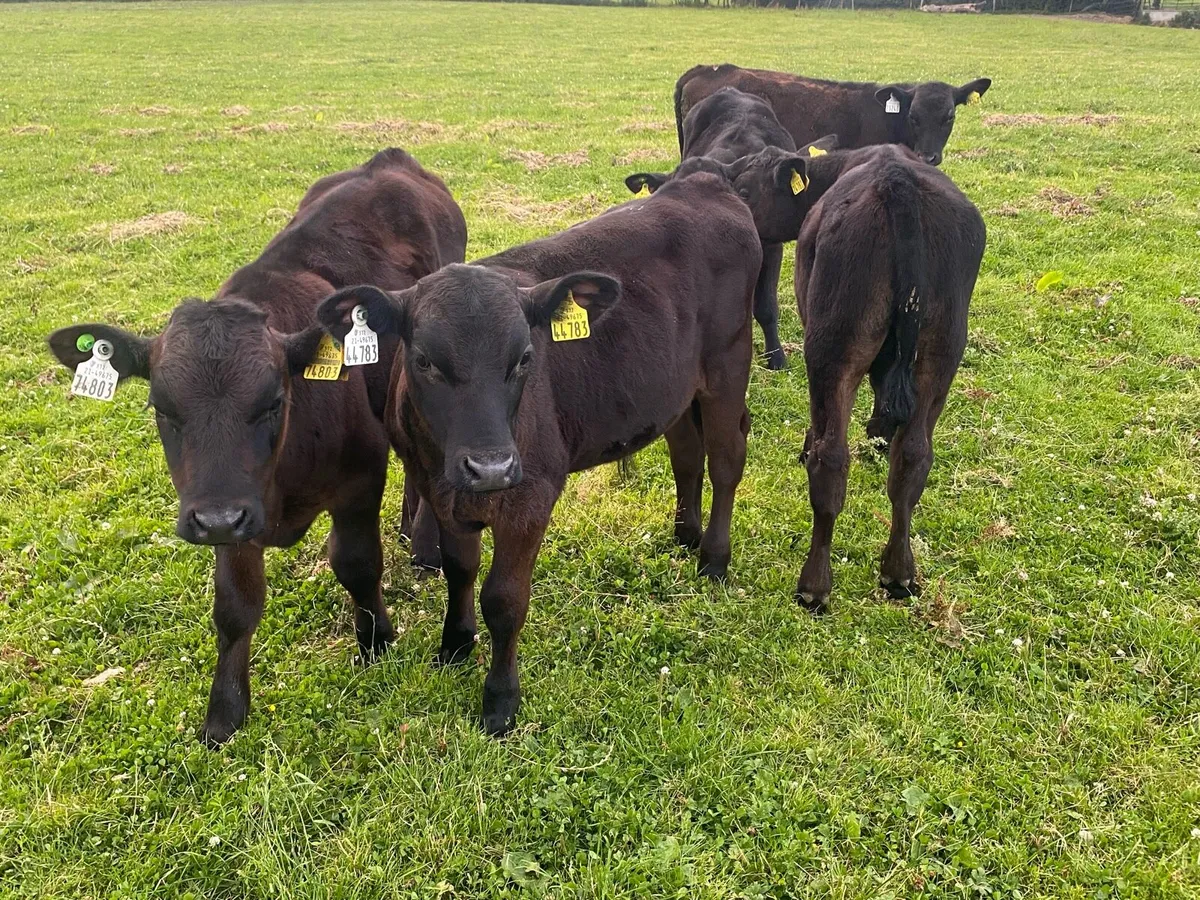 5 Angus Bull Runners - Image 2