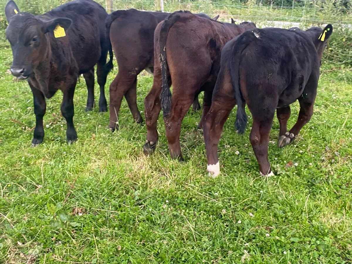 5 Angus Bull Runners - Image 3