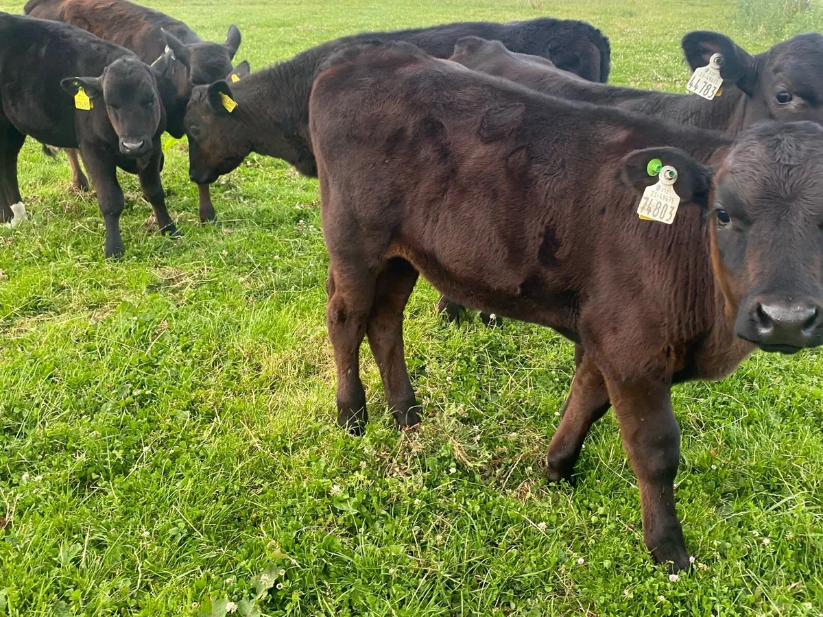 5 Angus Bull Runners - Image 1