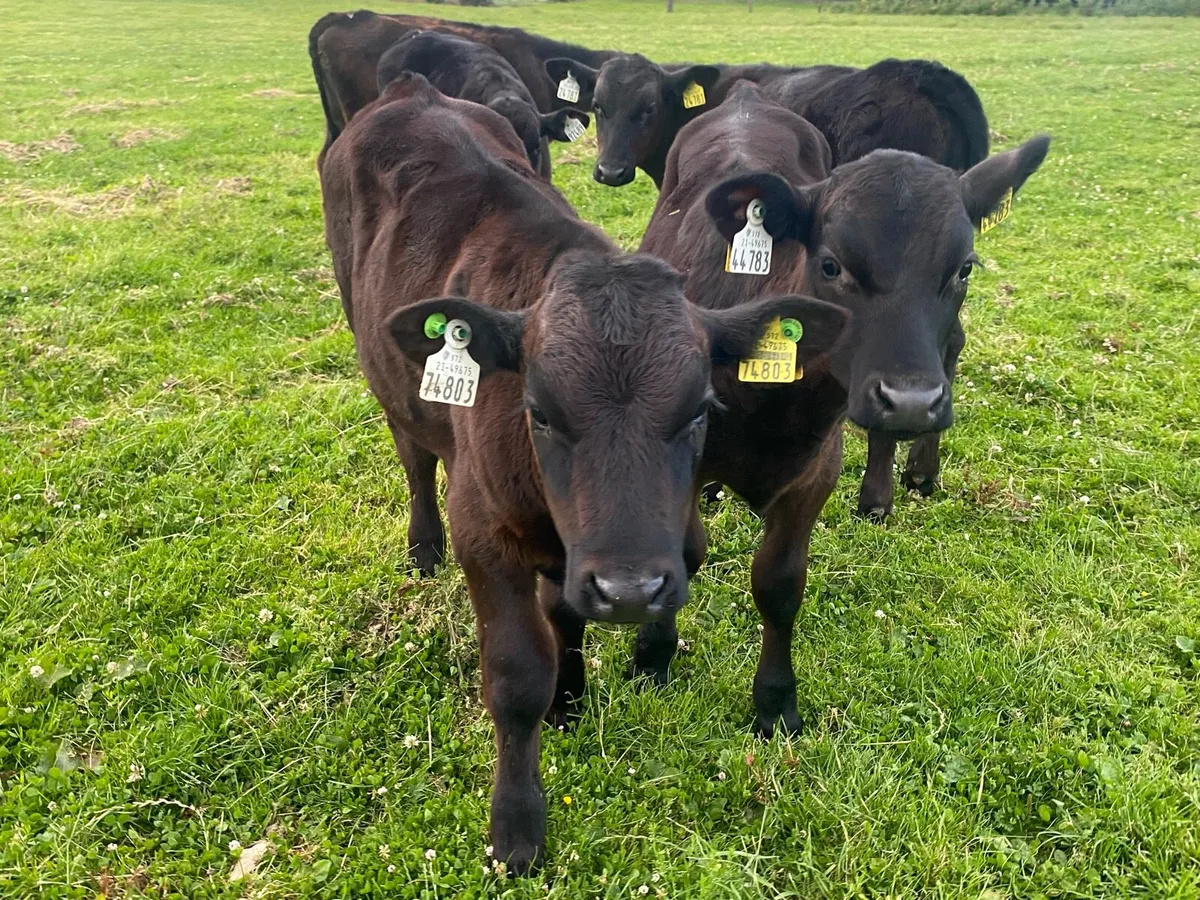 5 Angus Bull Runners - Image 4