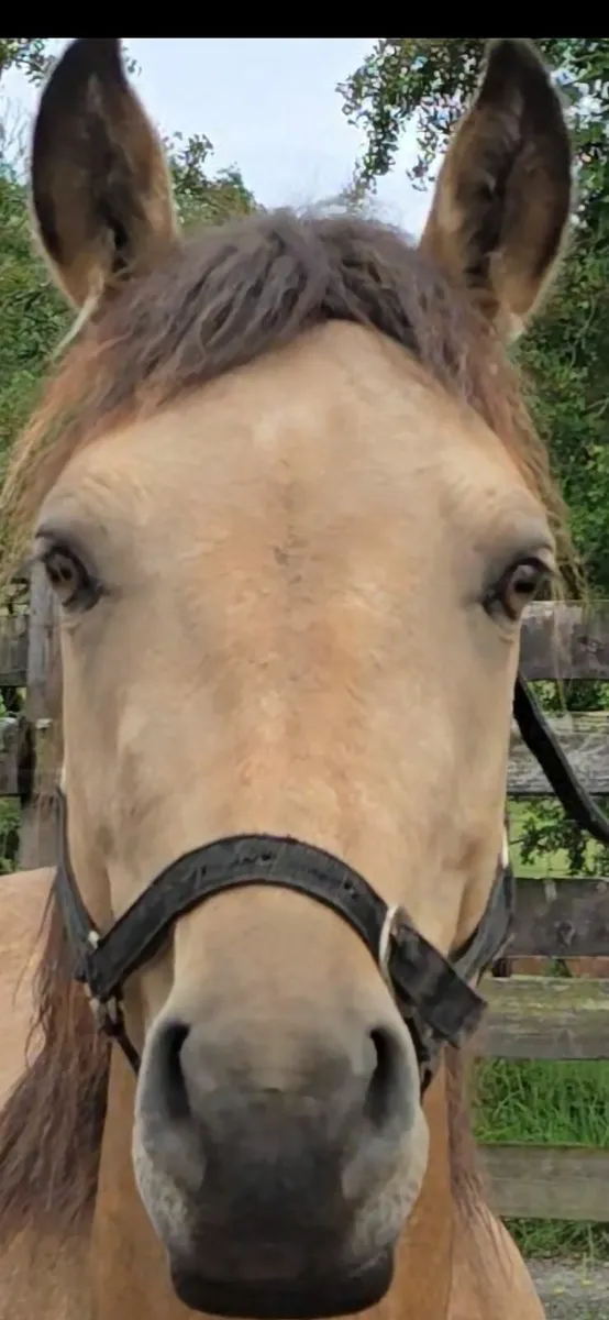 14hh 4 yrs Dun Connemara pony - Image 1