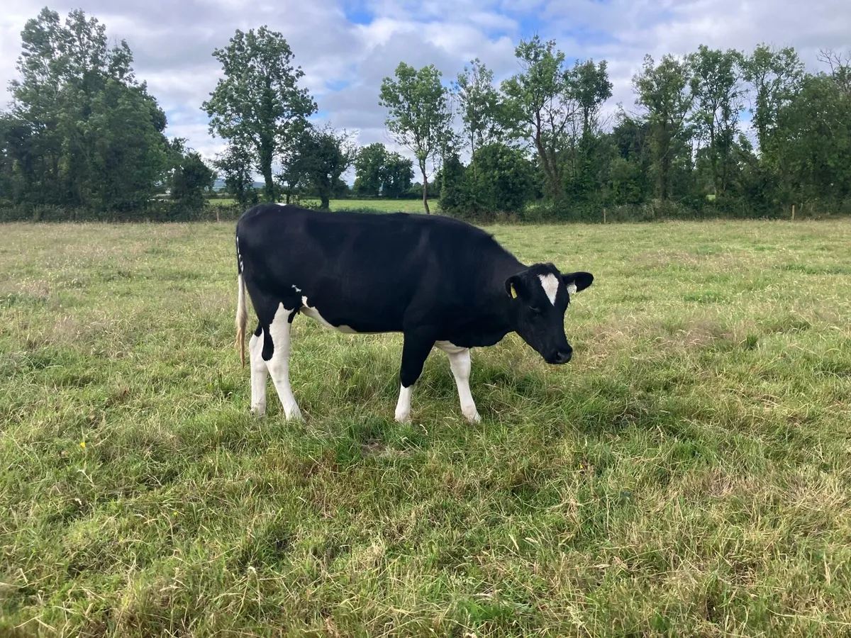 30 maiden heifers for sale - Image 1