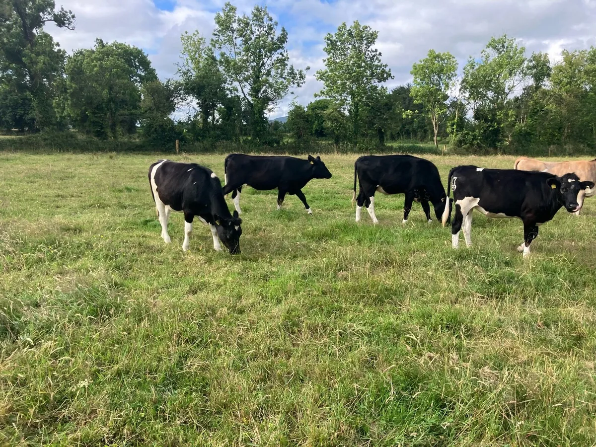 30 maiden heifers for sale - Image 2