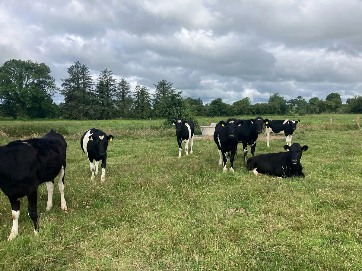 30 maiden heifers for sale - Image 3