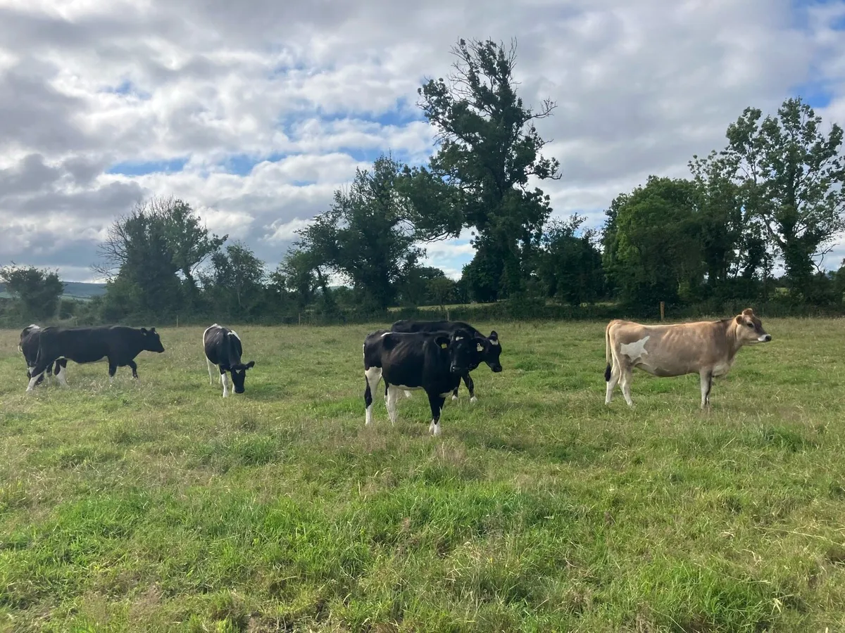 30 maiden heifers for sale - Image 4