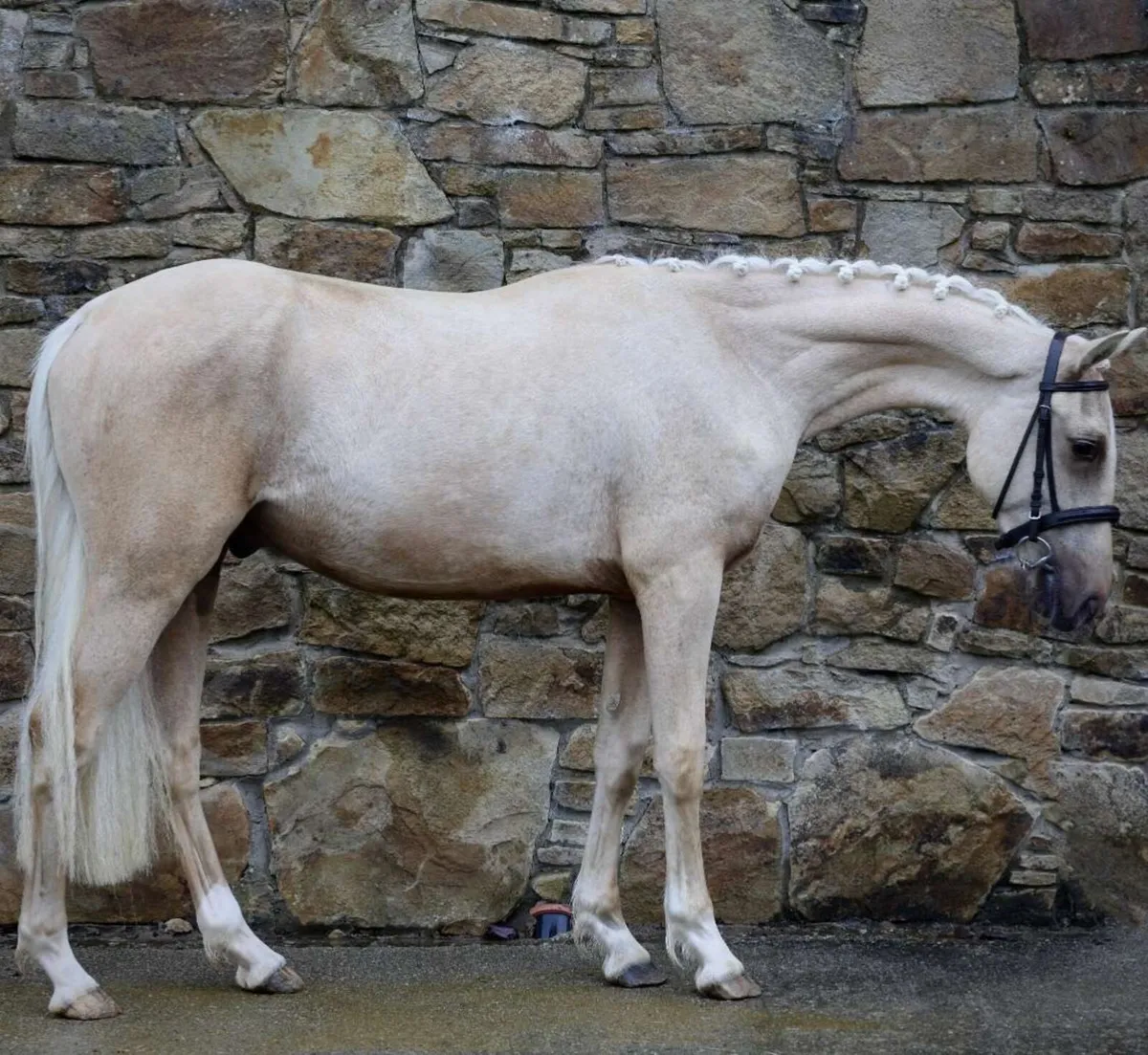 Beautiful Palomino gelding - Image 1