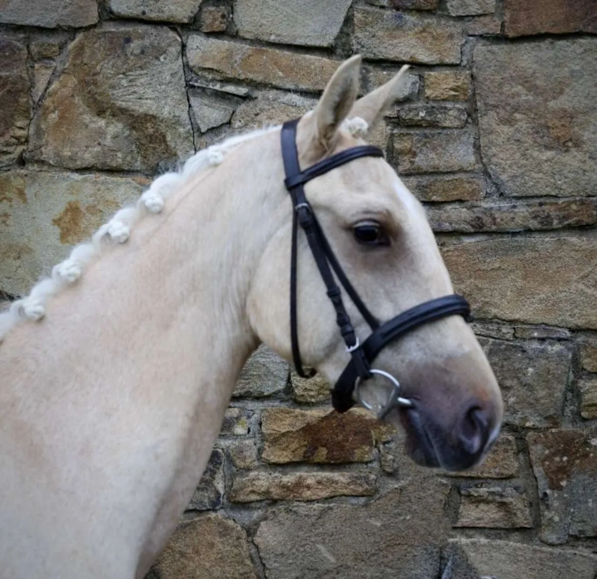 Beautiful Palomino gelding - Image 2