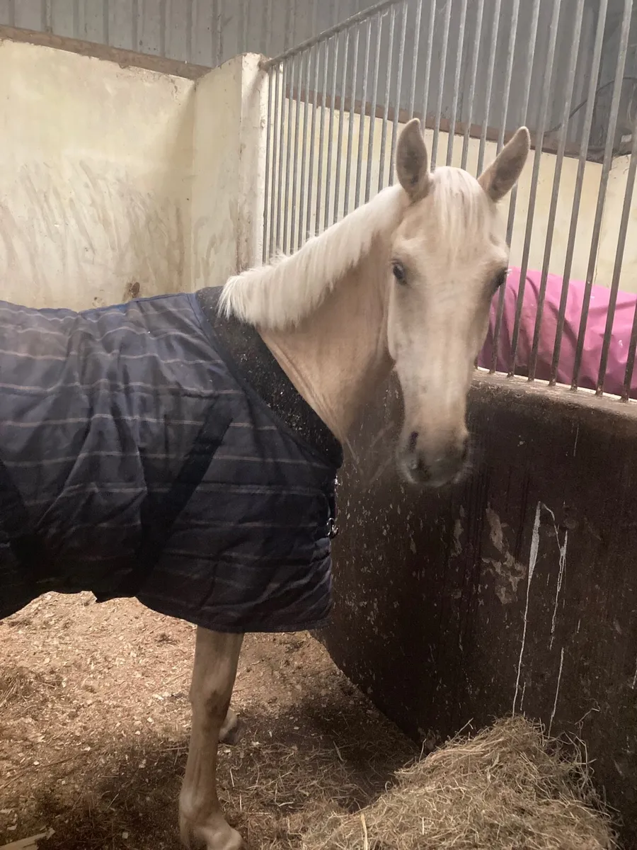 Beautiful Palomino gelding - Image 3